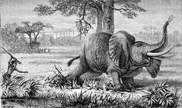 Local man hunting elephants, poacher, 1869, South Africa, Historic, digitally restored reproduction