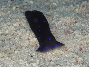 Blue dotted head slug (Chelidonura livida), House Reef dive site, Mangrove Bay, El Quesir, Red Sea,