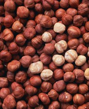 Shelled hazelnuts (Corylus avellana)