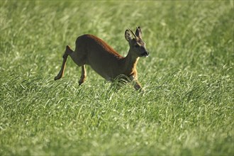 European roe deer (Capreolus capreolus) buck in summer coat jumps through the meadow, Allgäu,