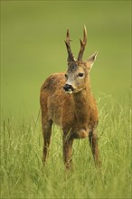 European roe deer (Capreolus capreolus) buck in summer coat on meadow, Allgäu, Bavaria, Germany,