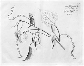 Batti Schorigenam, copperplate engraving by Hendrik Adriaan van Rheede tot Draakenstein, from the