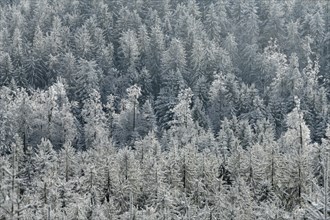 Snowy forest from above, near the Hornisgrinde, near Seebach, Ortenaukreis, Black Forest,