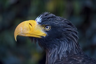 Steller's sea eagle (Haliaeetus pelagicus), animal portrait, occurrence Russia, captive, Bavaria,