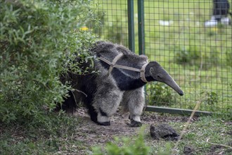 Giant anteater (Myrmecophaga tridactyla) with radio collar at the Conservation Land Trust breeding