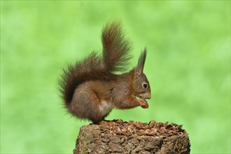 Eurasian red squirrel (Sciurus vulgaris), on a tree stump with the remains of a spruce cone,