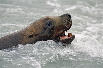 Steller sea lion (Eumetopias jubatus) surfacing with open mouth, Prince William Sound, Alaska, USA,