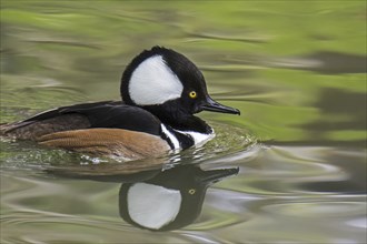 Hooded merganser (Lophodytes cucullatus) adult male in breeding plumage swimming in lake in spring,