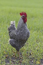 Plymouth Rock chicken, American breed of domestic chickens, free range Barred Rock cock, rooster in