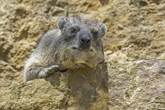 Rock hyrax, dassie, Cape hyrax, rock rabbit (Procavia capensis) on rock ledge basking in the sun,