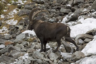 Alpine ibex (Capra ibex) in the Italian Alps in the snow, Gran Paradiso National Park, Italy,