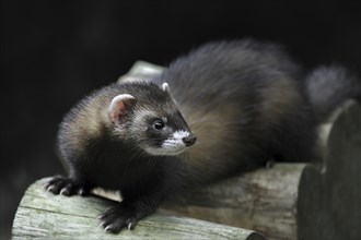 European polecat (Mustela putorius) on woodpile, UK