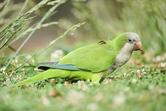 Monk parakeet (Myiopsitta monachus) wildlife on a meadow, Catalonia, Spain, Europe