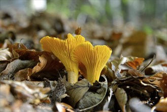 Golden Chanterelle or Chanterelle (Cantharellus cibarius), Black Forest, Baden-Württemberg,