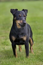 Hunting terrier, German domestic dog (Canis lupus familiaris) in the garden