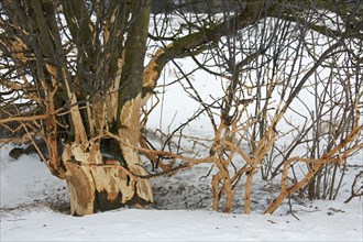 Fruit tree damaged by european rabbit (Oryctolagus cuniculus) and other rodents by eating the bark