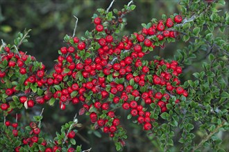 Cotoneaster, Northumberland national park, England (Cotoneaster horizontalis)