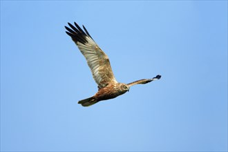 Western marsh harrier (Circus aeruginosus), male, Texel, releasable, Netherlands