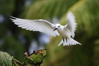 Fairy Tern, Bird Island, Seychelles (Gygis alba monte), White Tern