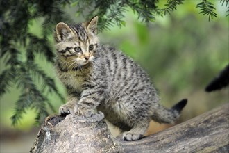 Young European Wild Cat (Felis silvestris)