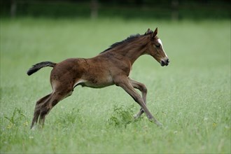 English thoroughbred, foal, lateral