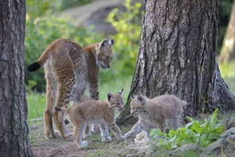 Eurasian lynxes (Lynx lynx)