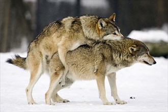 Wolves, pair mating, Gray wolves (Canis lupus) pair, copulating, snow, sideways, side