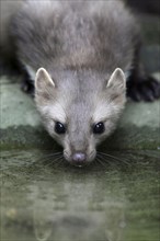 Beech Marten (Martes foina), Germany, Europe