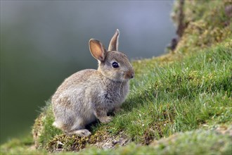 Young European Rabbit (Oryctolagus cuniculus), England