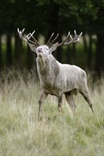 White Red Deer (Cervus elaphus), male