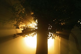 Sun shining through forest, Black Forest, Baden-Württemberg, Sun shining through forest, Black