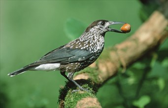 Nutcracker, Lower Saxony, Germany (Nucifraga caryocatactes)