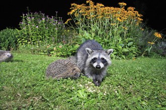 European Hedgehogs (Erinaceus europaeus) and Raccoon (Procyon lotor), Germany, Europe