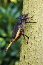 Tanner Beetle, female, Lower Saxony, Germany, Prionus coriarius, Sawyer Beetle, Europe