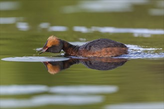 Horned Grebe (Podiceps auritus) swims in water, Västergotland, Sweden, Europe