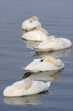 Mute swans (Cygnus olor), Mute Swan, Germany, Europe