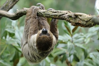 Two-toed Sloth (Choloepus didactylus)