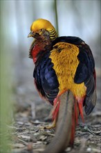 Golden pheasant (Chrysolophus pictus), male