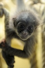 Golden-fronted spider monkey, juvenile (Ateles belzebuth belzebuth)