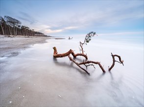 Baltic Sea beach with uprooted tree in winter, long exposure, western beach Darß after storm,