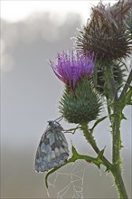 Marbled white (Melanargia galathea) in cold torpor on a thistle, Middle Elbe Biosphere Reserve,