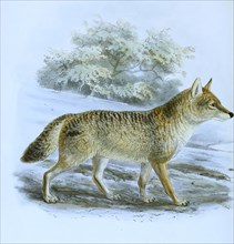 Indian jackal (Canis aureus), Indian jackal indicus, Historical, digitally restored reproduction of