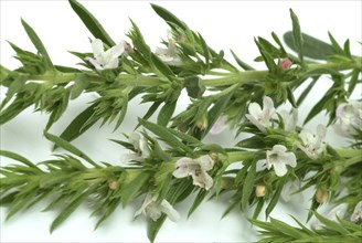 Summer savory (Satureja hortensis), also garden savory, true savory, pepperwort, family of the