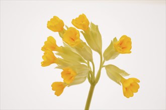 Common cowslip (Primula veris), is a species of plant from the genus Primula, medicinal plant,