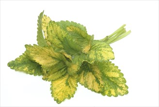 Yellow lemon balm (Melissa officinalis) or melissa, family of the labiates, the foliage leaves,