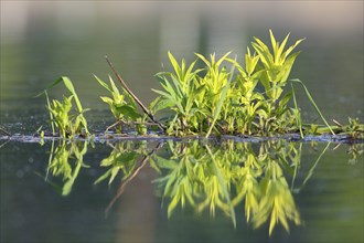 Floating vegetation in water with reflection, Peene Valley River Landscape nature park Park,