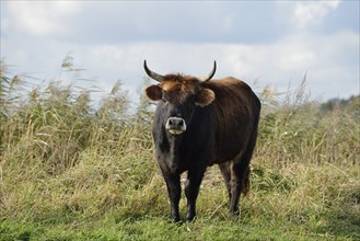 Heck cattle (Bos primigenius f. taurus), North Rhine-Westphalia, Germany, Europe