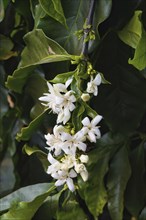 Coffee tree flowers, Serra da Canastra, Minas Gerais state, Brazil, South America