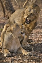 Asiatic Lions (Panthera leo persica), mating, Gir Forest National Park, Gir Sanctuary, Gujarat,