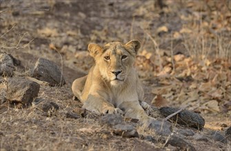 Asiatic Lion (Panthera leo persica), young male, Gir Forest National Park, Gir Sanctuary, Gujarat,